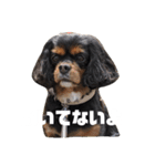 Cavalier ❤（個別スタンプ：2）