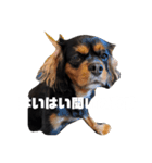 Cavalier ❤（個別スタンプ：3）