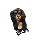 Cavalier ❤（個別スタンプ：4）