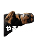 Cavalier ❤（個別スタンプ：5）