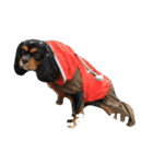 Cavalier ❤（個別スタンプ：7）