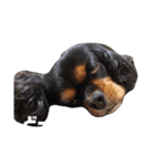 Cavalier ❤（個別スタンプ：8）