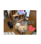 りぃぽぽ大切な大切な家族（個別スタンプ：1）