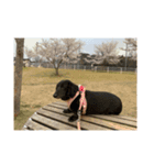 りぃぽぽ大切な大切な家族（個別スタンプ：6）