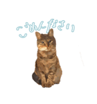 麦わら猫のアルさん（個別スタンプ：1）