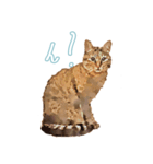 麦わら猫のアルさん（個別スタンプ：7）
