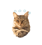 麦わら猫のアルさん（個別スタンプ：8）