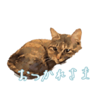 麦わら猫のアルさん（個別スタンプ：10）