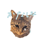 麦わら猫のアルさん（個別スタンプ：11）
