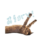 麦わら猫のアルさん（個別スタンプ：14）