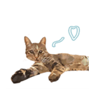 麦わら猫のアルさん（個別スタンプ：16）