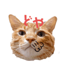 トトさんのご挨拶（個別スタンプ：1）