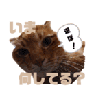 トトさんのご挨拶（個別スタンプ：11）