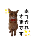 トトさんのご挨拶（個別スタンプ：13）