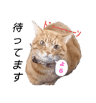 トトさんのご挨拶（個別スタンプ：16）