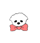 マルチーズのコロン（個別スタンプ：38）