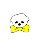 マルチーズのコロン（個別スタンプ：40）