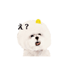 ParakeetM（個別スタンプ：1）