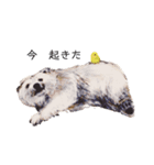 ParakeetM（個別スタンプ：5）