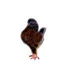 ParakeetM（個別スタンプ：7）