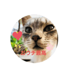 おうちタイムのネコちゃん（個別スタンプ：1）