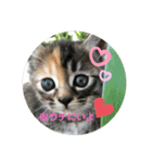 おうちタイムのネコちゃん（個別スタンプ：2）