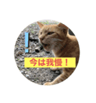 おうちタイムのネコちゃん（個別スタンプ：3）