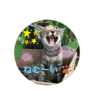 おうちタイムのネコちゃん（個別スタンプ：4）