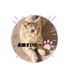 おうちタイムのネコちゃん（個別スタンプ：5）