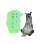 りんりんの日常4（個別スタンプ：4）
