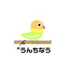 ボタンインコのおでめ（個別スタンプ：1）