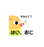 ボタンインコのおでめ（個別スタンプ：15）