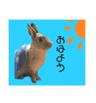 うさぎのほこりくん（個別スタンプ：1）