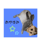うさぎのほこりくん（個別スタンプ：2）