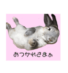 うさぎのほこりくん（個別スタンプ：3）