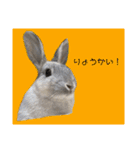 うさぎのほこりくん（個別スタンプ：4）