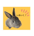 うさぎのほこりくん（個別スタンプ：6）