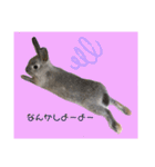 うさぎのほこりくん（個別スタンプ：8）