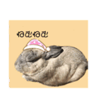 うさぎのほこりくん（個別スタンプ：10）
