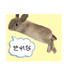 うさぎのほこりくん（個別スタンプ：12）