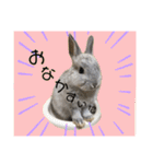 うさぎのほこりくん（個別スタンプ：16）