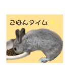 うさぎのほこりくん（個別スタンプ：17）