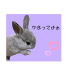 うさぎのほこりくん（個別スタンプ：19）