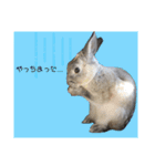 うさぎのほこりくん（個別スタンプ：24）