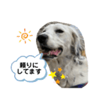 山本家の動物3（個別スタンプ：31）
