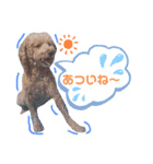 トイプードルとMシュナウザーの日常会話（個別スタンプ：12）