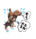 トイプードルとMシュナウザーの日常会話（個別スタンプ：22）