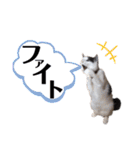 猫のまつりちゃんスタンプ（個別スタンプ：1）