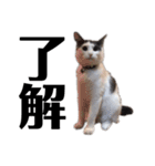 猫のまつりちゃんスタンプ（個別スタンプ：2）