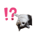 猫のまつりちゃんスタンプ（個別スタンプ：3）